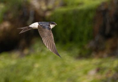 Housemartin.
