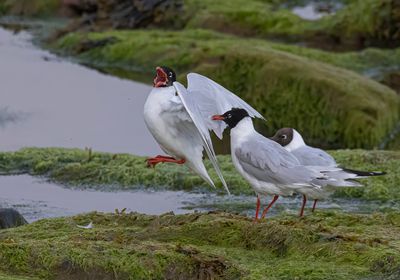 Med gulls.