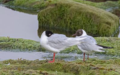 Mediterranean gull. 