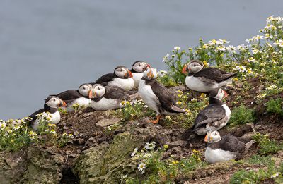Puffins. 