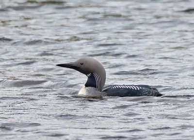 Black throated diver.