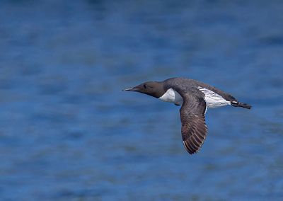 Guillemot. 