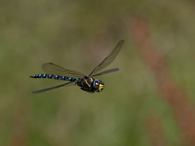 Common Hawker. 