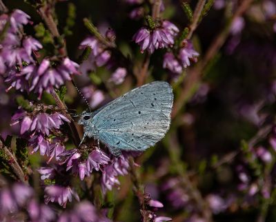 Holly blue. 