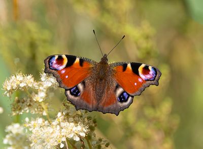 Peacock.