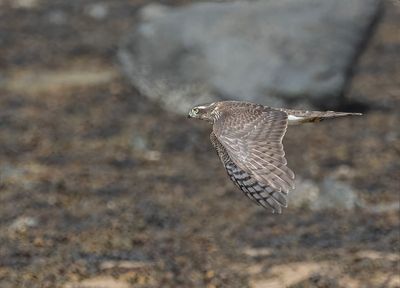 Sparrowhawk.