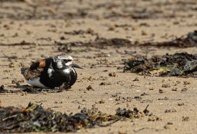 Turnstone.