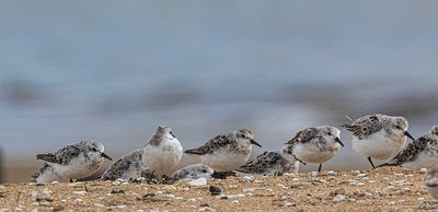 Sanderling. 