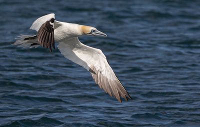 Gannet. 