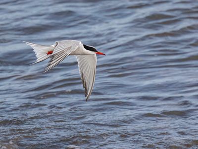 Common tern. 