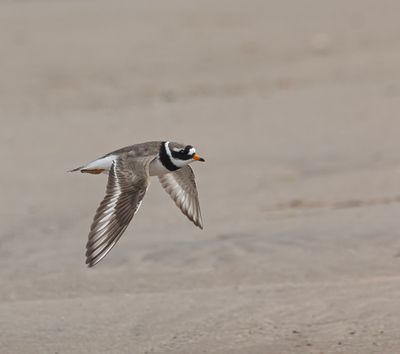 Ringed plover.