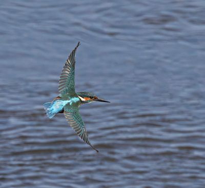 Kingfisher.