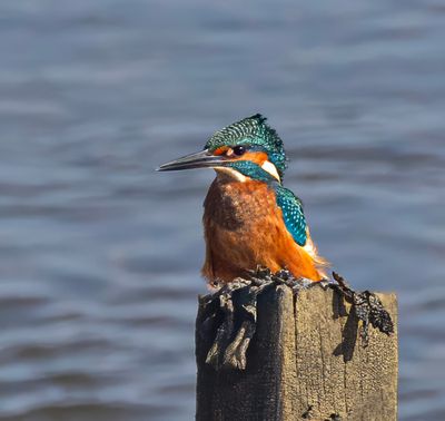 Kingfisher.