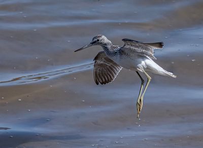 Greenshank. 