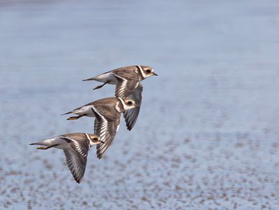 Ringed plover.