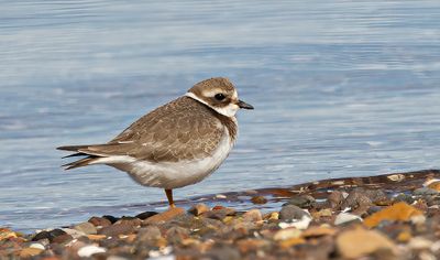 Ringed plover.