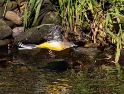 Grey wagtail. 
