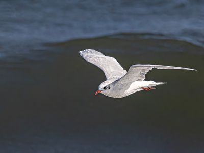 Mediterranean gull. 