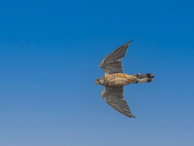 Kestrel. 