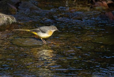 Grey wagtail.