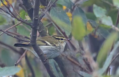 Yellow-browed warbler.