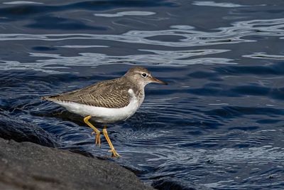 Spotted Sandpiper.