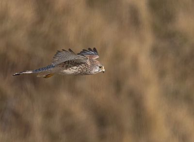 Kestrel. 