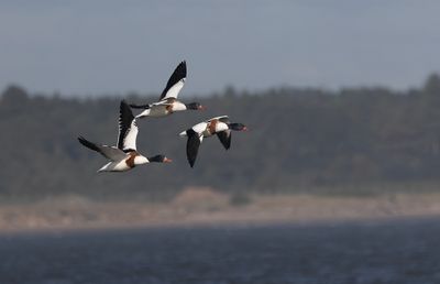 Shelduck. 