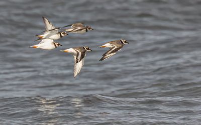 Ringed plover.