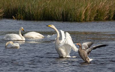 Whooper and Greylag.