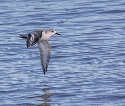 Sanderling.