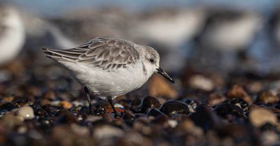 Sanderling.