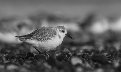 Sanderling.
