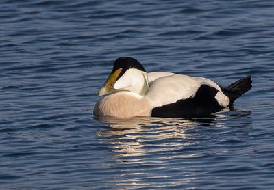 Eider.