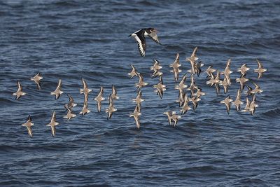 Sanderling with Oystercatcher. 