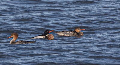 Red-breasted Merganser.