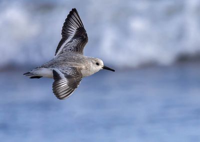 Sanderling.