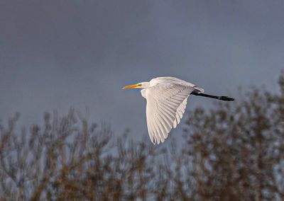 Great egret. 