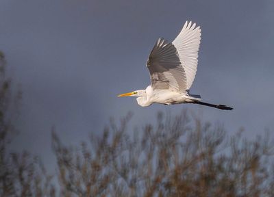 Great egret. 