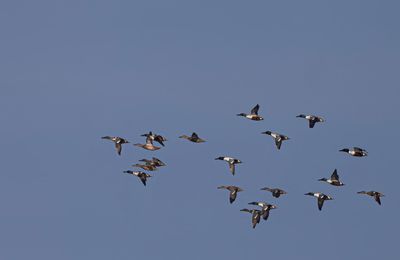 Shoveler flock.