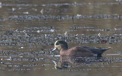 American wigeon.