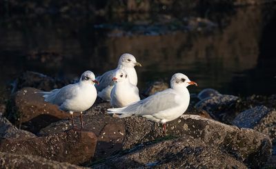 Three (small) gull species. 