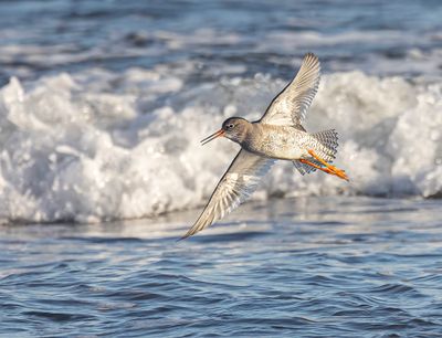 Redshank.