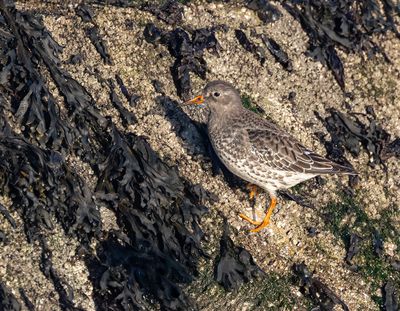 Purple sandpiper.