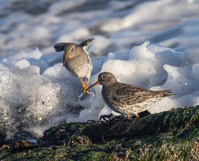 Purple sandpiper. 