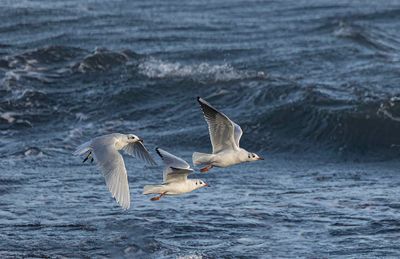 Black-headed gulls and Mediterranean gull.