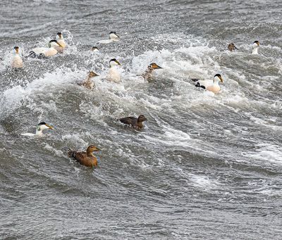 Eider ducks. 