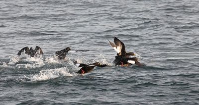 Velvet scoter.