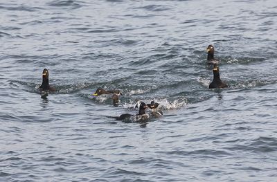 Velvet Scoter.