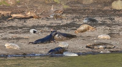 Grey seals.